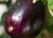 Dream Meaning of Garden Egg