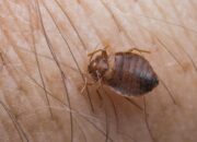 Dream Meaning of Bugs In Hair