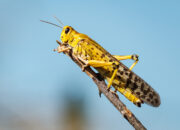 Dream Meaning of Locusts