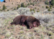 Dream Meaning of Dead Bear