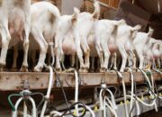 Dream Meaning of Milking Goat