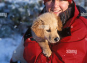 Dream Meaning of Puppy Golden Retriever In Arms