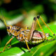 Dream Meaning of Grasshopper