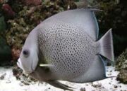 Dream Meaning of Grey Fish