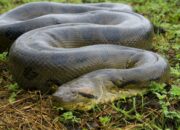 Dream Meaning of Anaconda
