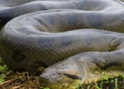 Dream Meaning of Seeing A Big Snake