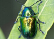 Dream Meaning of Green Beetle