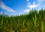 Dream Meaning of Green Grass