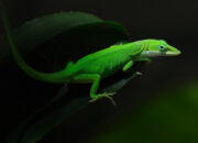 Dream Meaning of A Green Lizard