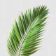 Dream Meaning of Palm Leaves