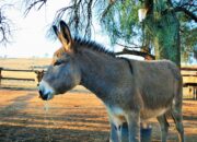 Dream Meaning of Donkey