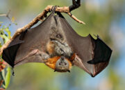 Dream Meaning of Flying Fox
