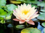 Dream Meaning of Water Lily