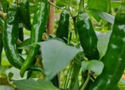 Dream Meaning of Green Chilli Plant