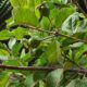 Dream Meaning of Guava Tree With Many Guavas