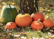 Dream Meaning of Pumpkins