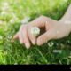 Dream Meaning of Plucking White Flowers