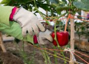 Dream Meaning of Harvesting Pepper