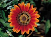 Dream Meaning of Flower