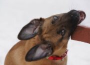 Dream Meaning of Dog Biting Me
