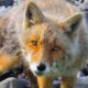 Dream Meaning of Getting A Fox