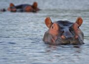 Dream Meaning of Seeing Hippopotamus