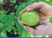 Dream Meaning of Plucking Guava
