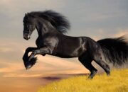 Dream Meaning of Horse