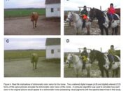 Dream Meaning of Seeing 2 Green Horses