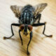 Dream Meaning of Flies