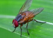 Dream Meaning of Flying Insects