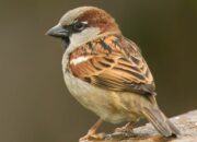 Dream Meaning of Sparrow