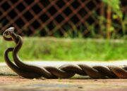 Dream Meaning of Snakes Mating