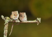 Dream Meaning of Seeing Baby Mice