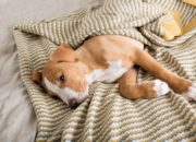 Dream Meaning of Sick Dog