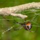 Dream Meaning of Killing A Black Widow Spider