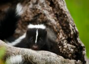 Dream Meaning of Skunk In Your House