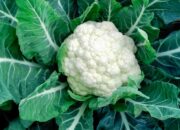 Dream Meaning of Cauliflower