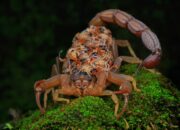 Dream Meaning of Killing A Scorpion