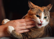 Dream Meaning of Cat Scratching