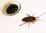 Dream Meaning of Dead Bugs In Bathroom