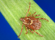 Dream Meaning of Ticks
