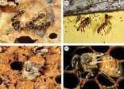 Dream Meaning of Spilled Honey