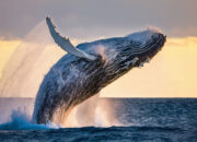 Dream Meaning of Whale