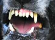 Dream Meaning of 3 dogs attacking you