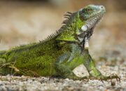 Dream Meaning of Iguana