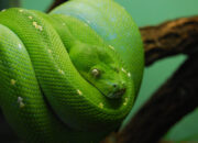Dream Meaning of A Green Snake