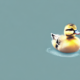 Dream Meaning of A Sudden Mall Baby Duck Meaning