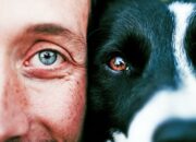 Dream Meaning of Seeing Dog