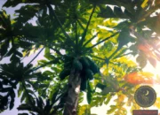 Dream Meaning of Seeing Papaya Tree